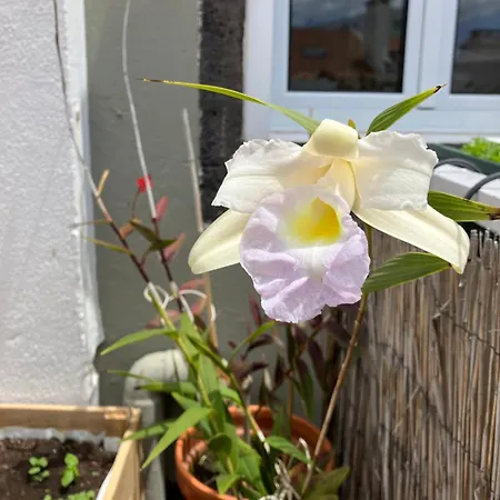 Mermaid House, Apartman Ponta Delgada